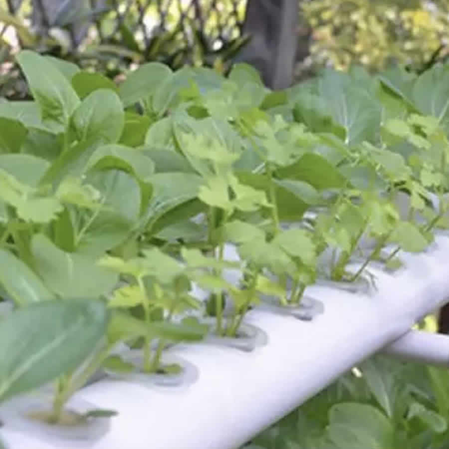 Home Hydroponic Kit - 36 Cup System