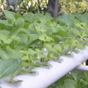 where to buy Vertical NFT Hydroponics Growing System online